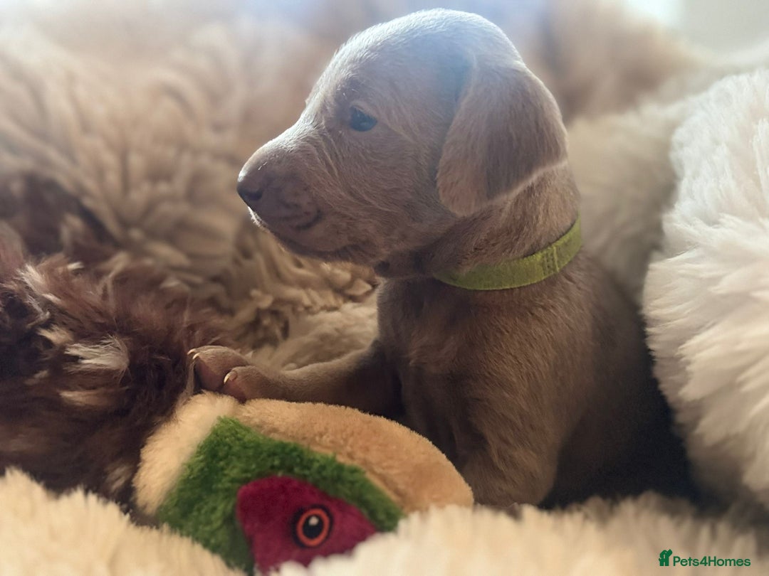 Weimaraner dogs for sale:  KC Reg Weimaraner Pups from Champion Bloodlines ✨ - Image 17