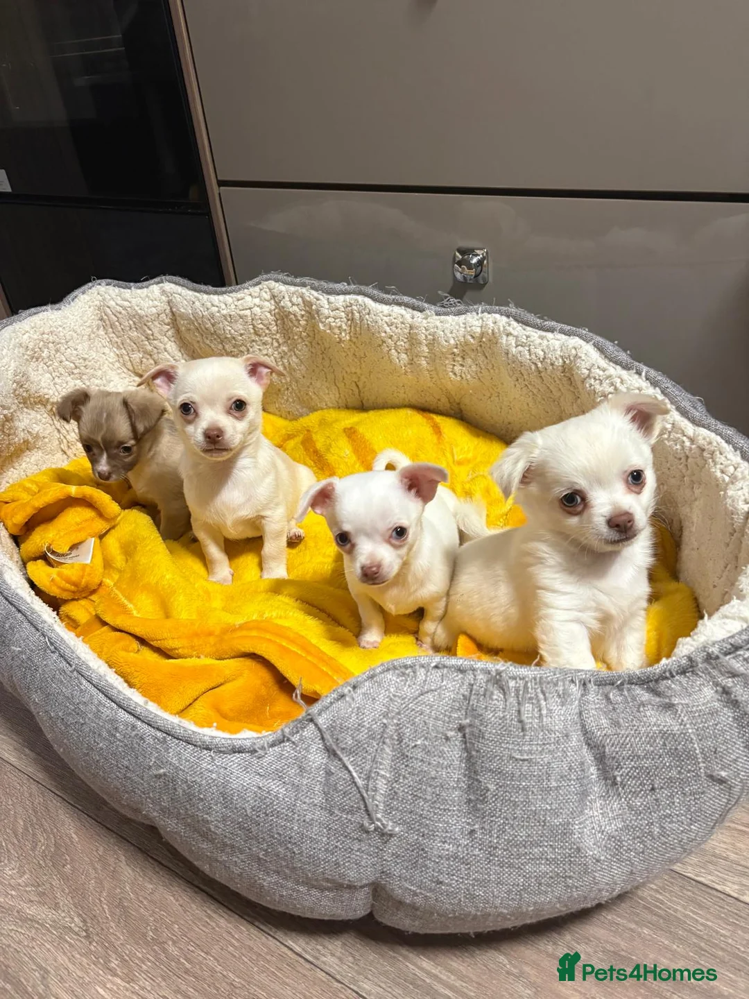 Chihuahua dogs for sale: Chihuahua in Redhill - Advert 2