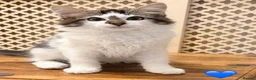 Maine Coon cats for sale: 💖 MAINE COON X RAGDOLL *PARENTS HEALTH TESTED* 💖 - Advert 9