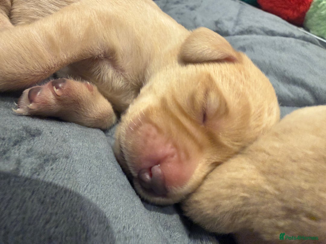 Labrador Retriever dogs for sale: Golden/Red Labrador Puppies - Due Dec 2025 - Advert 7