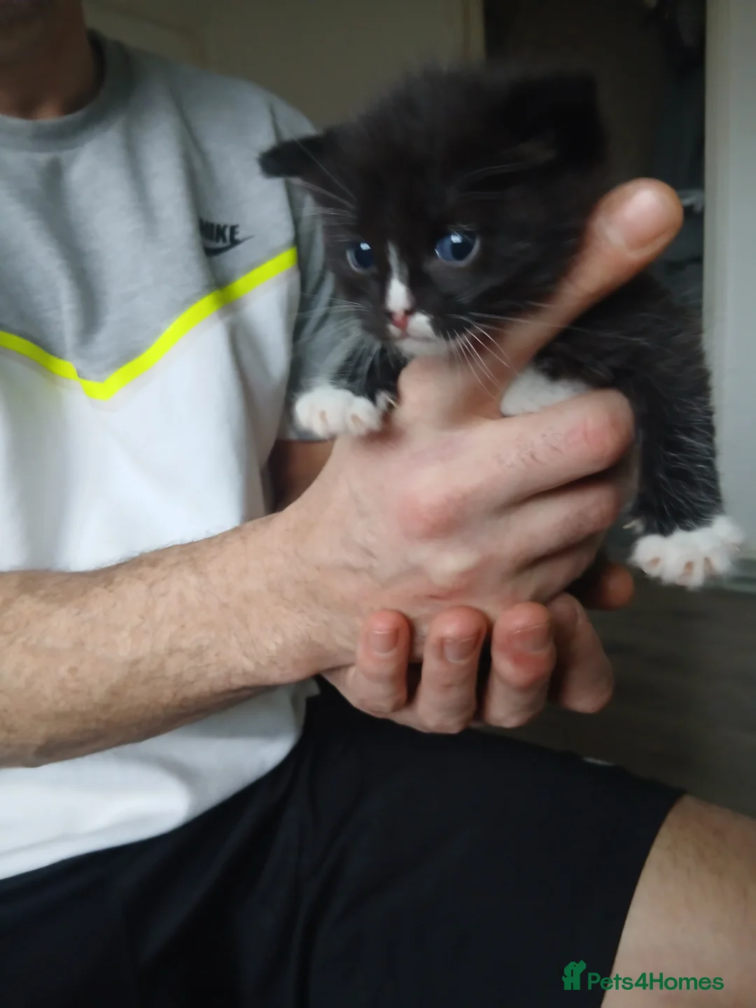 Mixed Breed cats for sale: Beautiful kittens - Advert 5