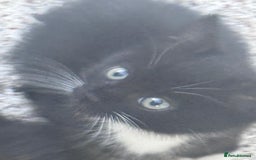 Mixed Breed cats for sale: cute kittens  - Image 16