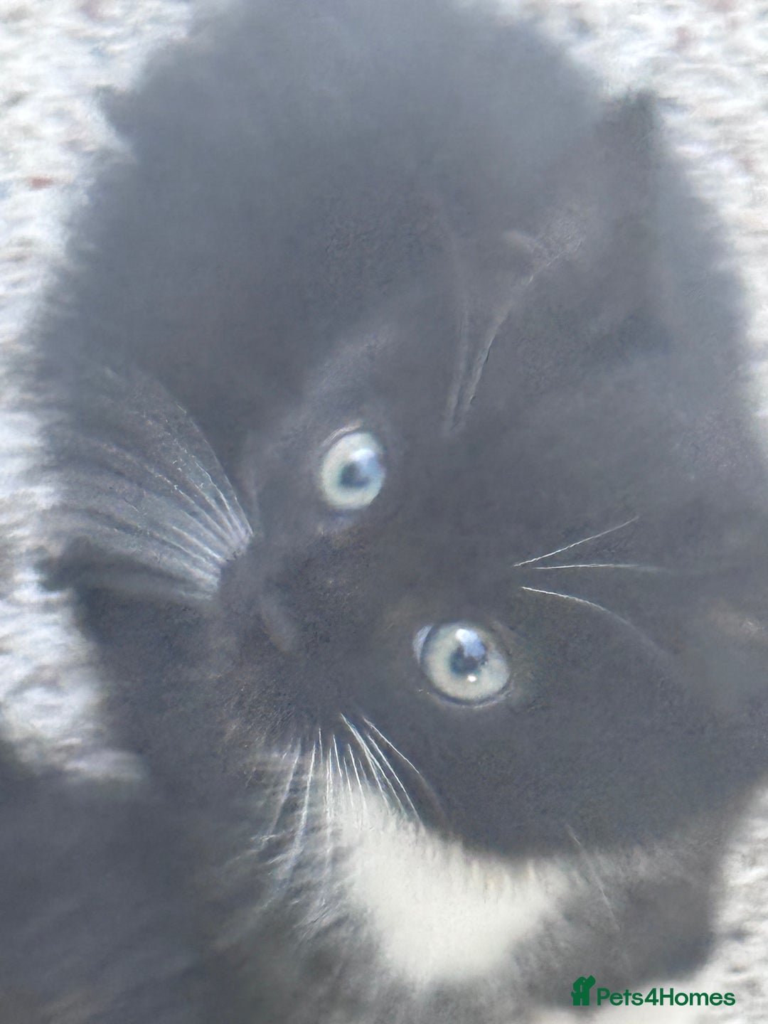 Mixed Breed cats for sale: cute kittens  - Image 16