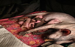 Sphynx cats for sale: Adorable Sphynx kittens💝🐈‍⬛🐈 - Image 13