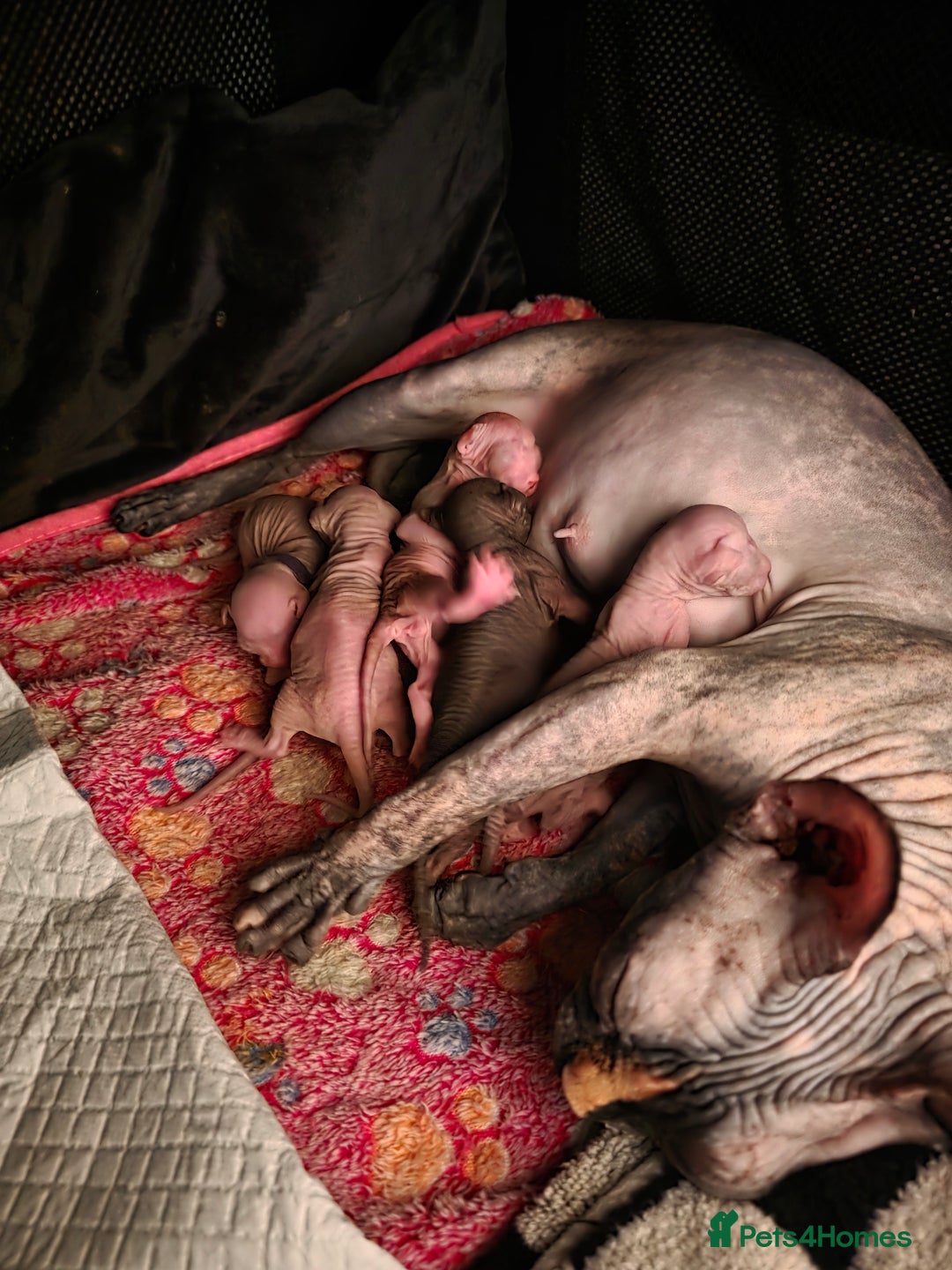 Sphynx cats for sale: Adorable Sphynx kittens💝🐈‍⬛🐈 - Image 13