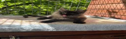 Maine Coon cats for sale: ⭐️Beautiful Maine Coon Kittens⭐️ - Advert 22