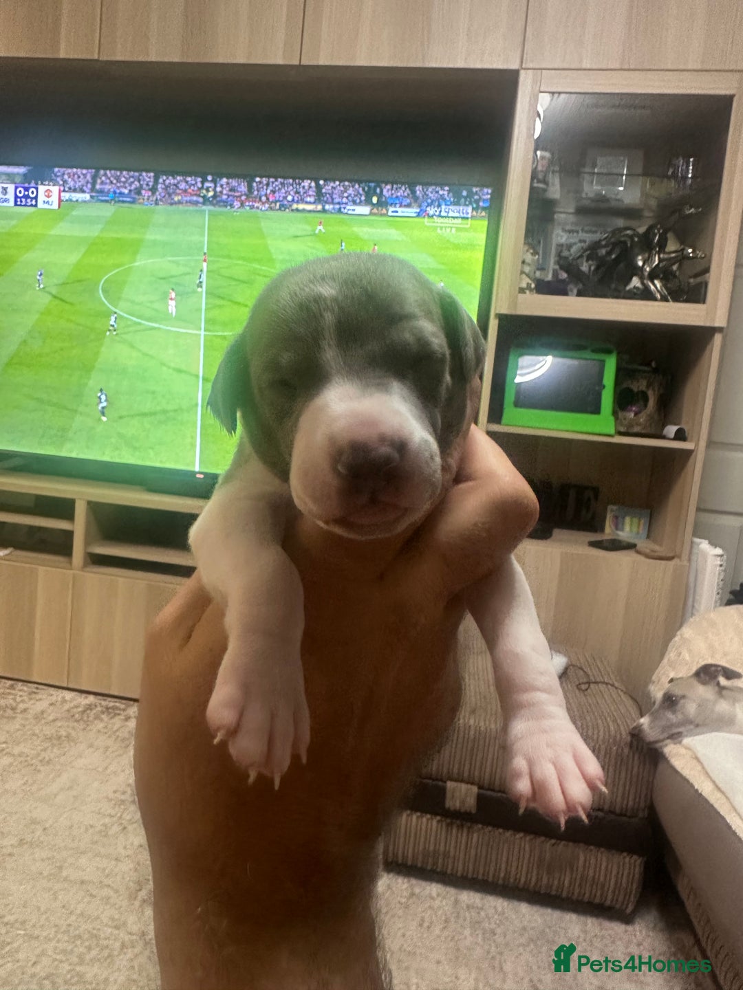 Whippet dogs for sale: Rare colours full pedigree KC Reg whippet pups  - Image 17