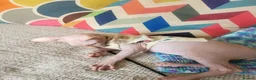 Sphynx cats for sale: Last Canadian sphynx looking for a loving home  - Advert 17