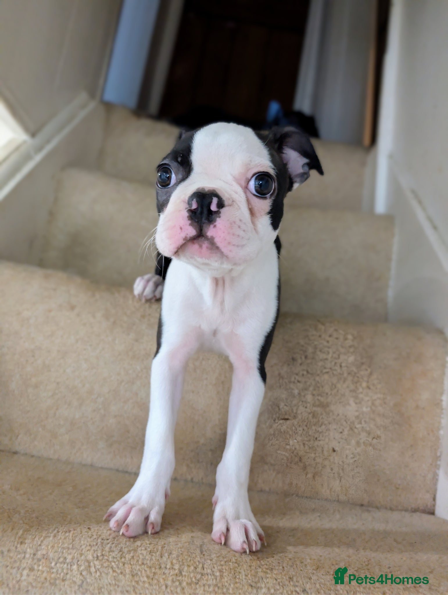 Boston Terrier dogs 1 BOY LEFT: Adorable KC Boston Puppies  - Advert 19