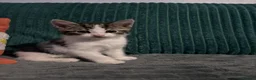 Mixed Breed cats for sale: Boy kitten - Advert 3