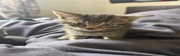 Mixed Breed cats for sale: Gorgeous kitten looking for a new loving home in Kirkcaldy - Advert 11