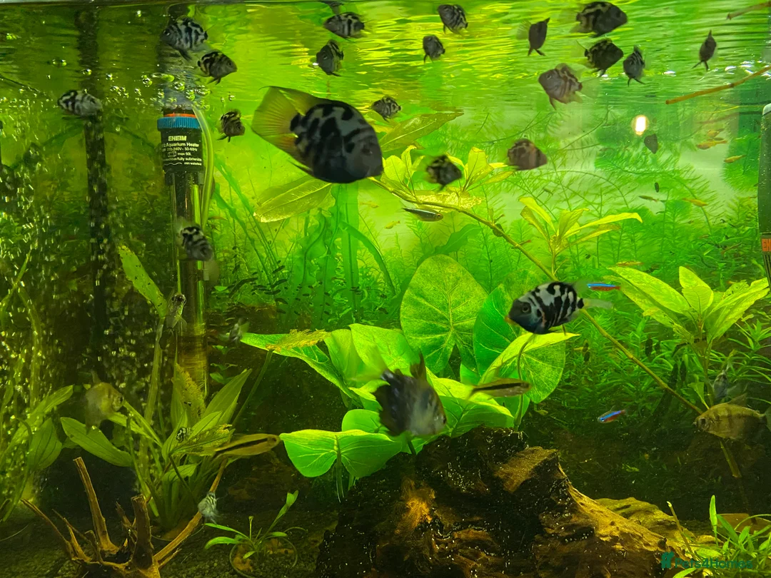 Other/Mixed Breed fish for sale: Blue Parrot Parents (x2) and Young (up to 20) in Heathfield - Advert 6