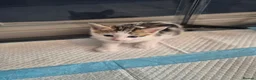 Mixed Breed cats for sale: Kittens for sale  - Advert 5