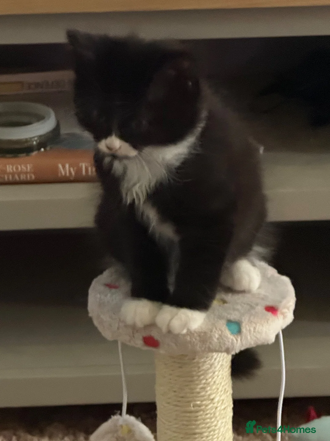 Mixed Breed cats for sale: Male kitten  - Advert 2
