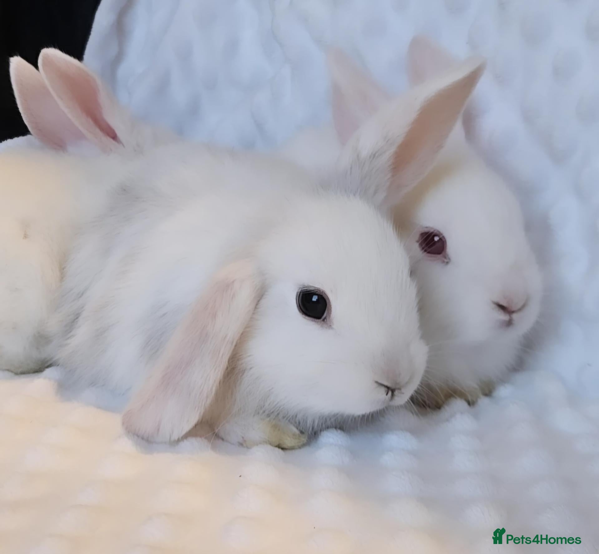 Mini Lop rabbits for sale: Baby Bunnys *Ready Now [3 left] - Advert 1