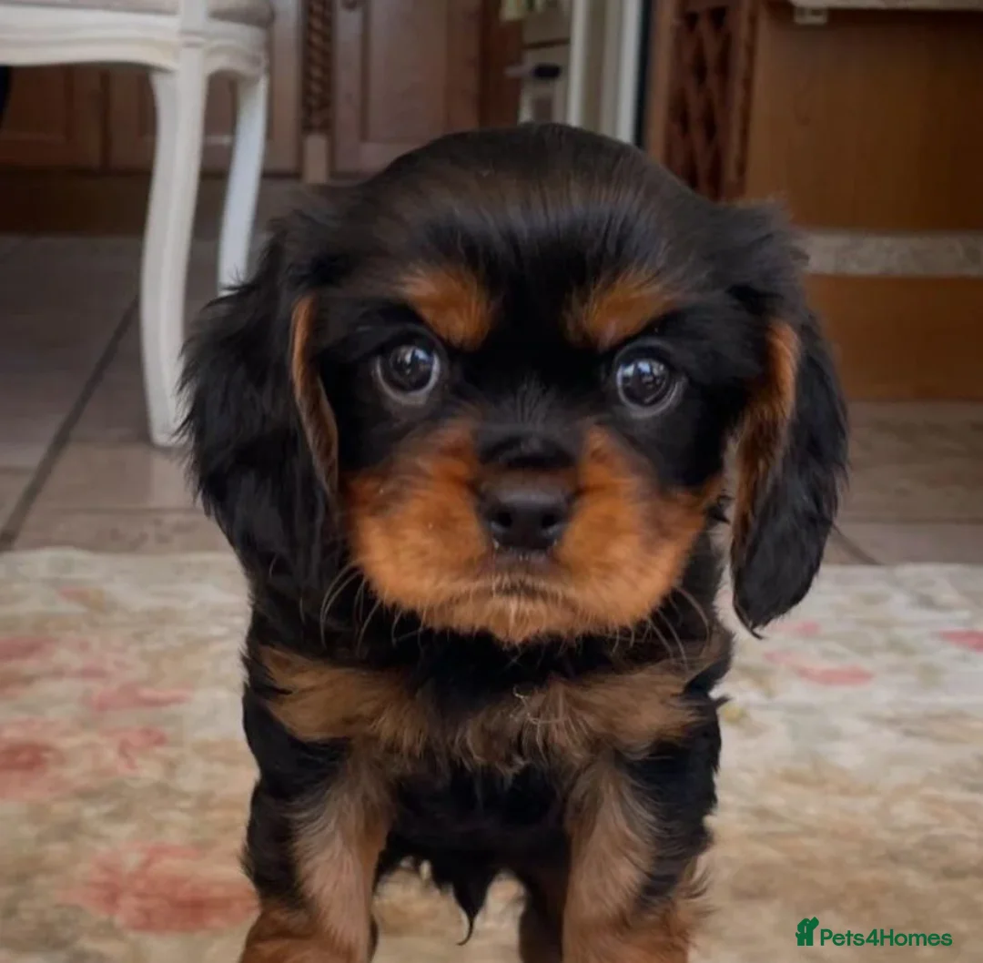Cavalier King Charles Spaniel dogs for sale: Beautiful Cavalier King Charles Spaniel Puppies - Advert 2