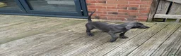 Weimaraner dogs for sale: Only 1 blue girl available  - Advert 12