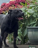 Staffordshire Bull Terrier dogs - Advert 8