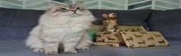 Siberian cats for sale: Blue Eyed Siberian Blue Point Kittens - Advert 13