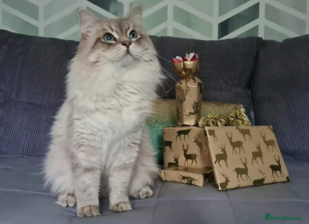 Siberian cats for sale: Blue Eyed Siberian Blue Point Kittens - Advert 13