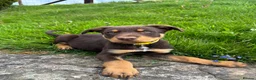 Australian Kelpie dogs for sale: Last 2 Vaccinated Australian Kelpie Puppies - Advert 29