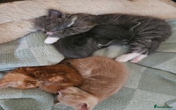 British Shorthair cats for sale: 4 Beutiful kittens  - Image 5