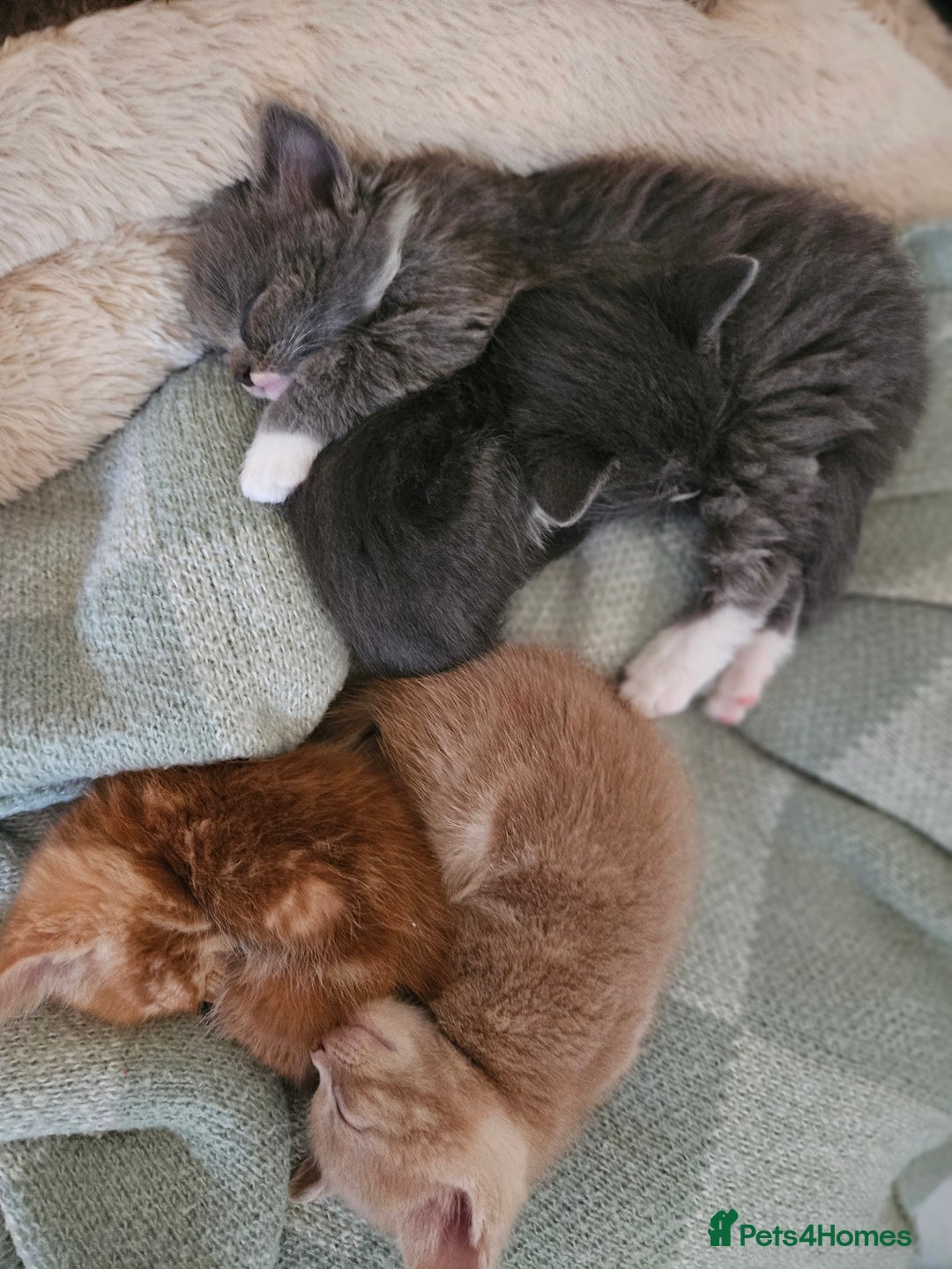 British Shorthair cats for sale: 4 Beutiful kittens  - Image 5