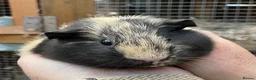 Guinea Pig rodents for sale: Stunning baby girl/sow guinea pigs - Advert 3