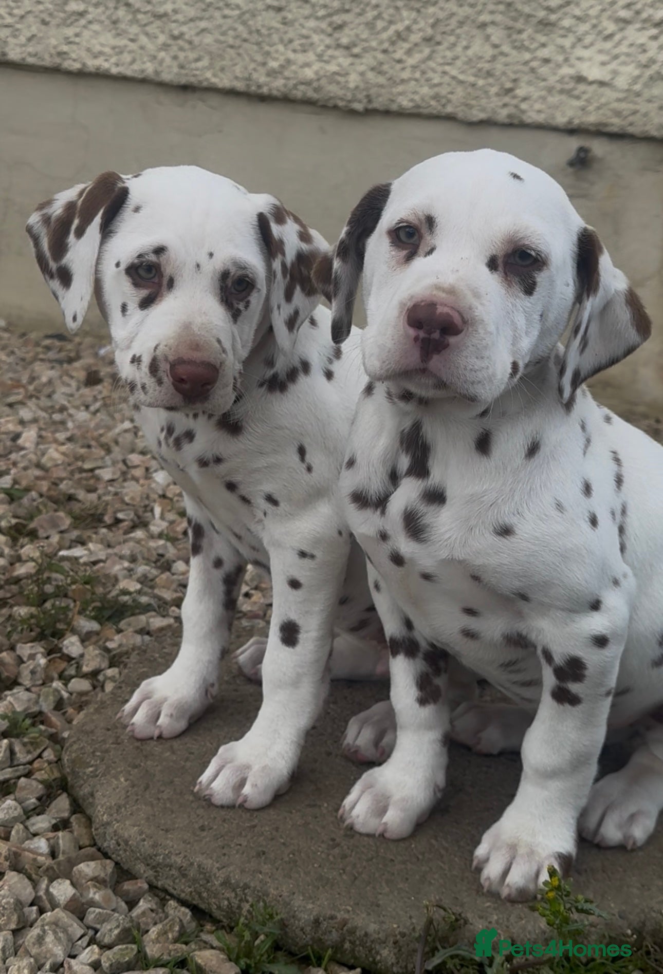 Dalmatian dogs Gorgeous Dalmatian Puppies - Advert 1