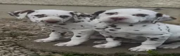 Dalmatian dogs for sale: Last girl Dalmatian Pupppy - Advert 1
