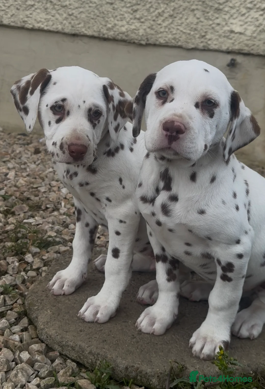 Dalmatian dogs for sale: Last girl Dalmatian Pupppy - Advert 1