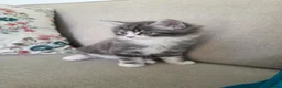 Mixed Breed cats for sale: Half Siberian kittens - ready to leave - Advert 11