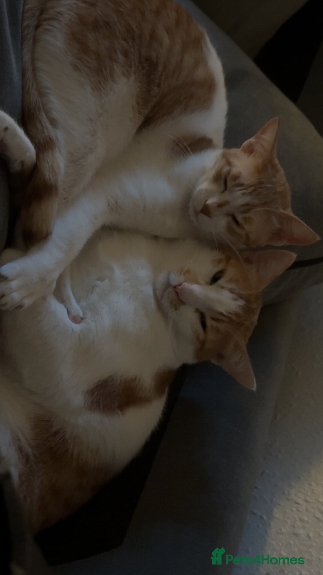 Arabian Mau cats for sale: 2 loving Sibling cats  - Advert 2