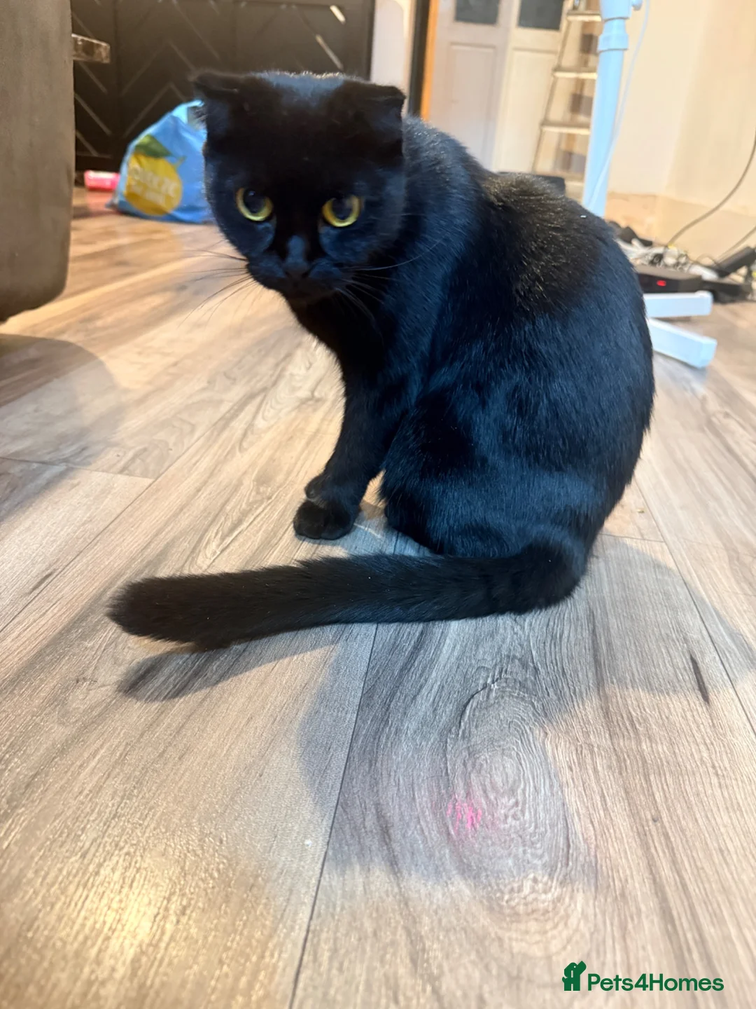Mixed Breed cats for sale: Kittens in Birmingham - Advert 8