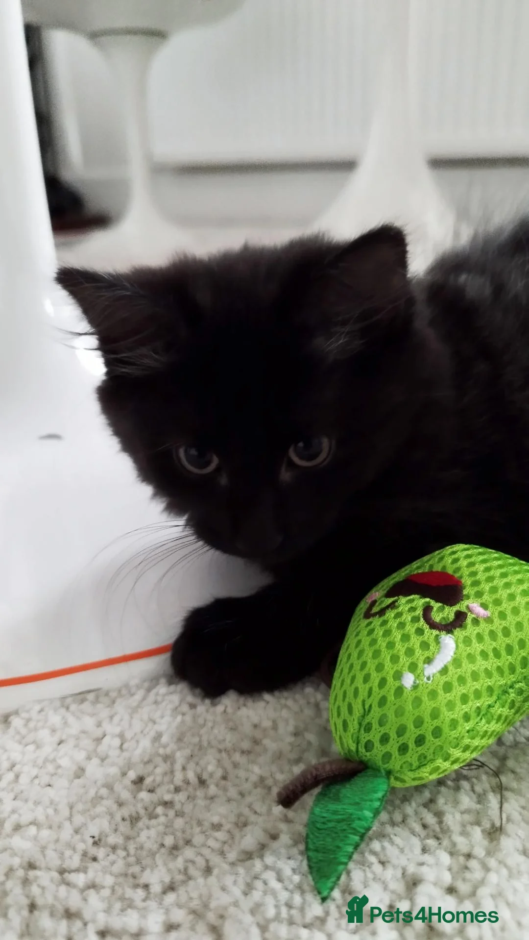 Mixed Breed cats for sale: Free, black and silver kitten in Iver - Advert 7