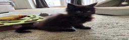 Maine Coon cats for sale: Maine Coon Kittens 2 males  - Advert 5
