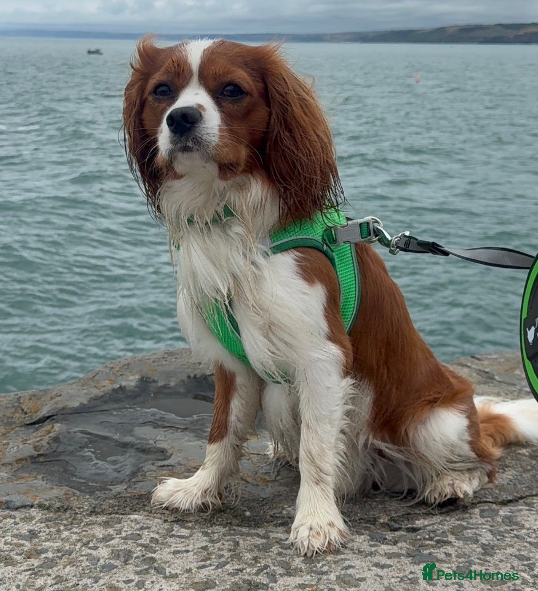 Cavalier King Charles Spaniel dogs for stud: Health Tested Cavalier King Charles For Stud. - Advert 3