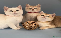 British Shorthair cats for sale: 🫶GCCF - NY12 Golden British Shorthair kittens 🫶 - Image 3