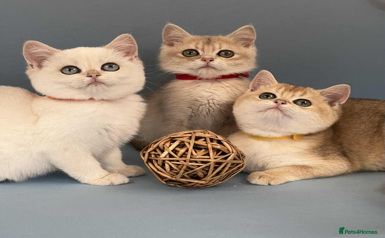 British Shorthair cats - Advert 1