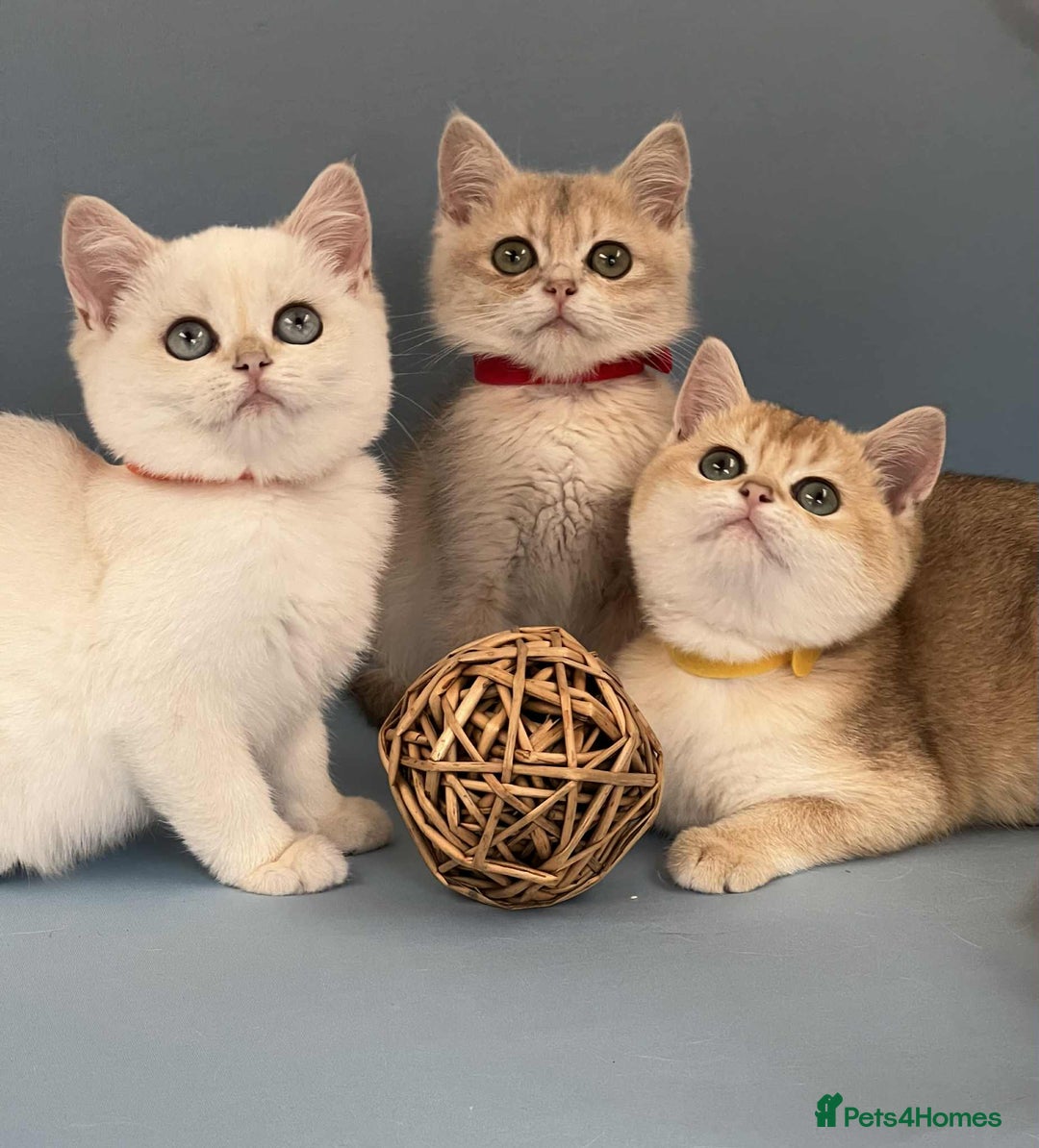 British Shorthair cats for sale: 🫶GCCF - NY12 Golden British Shorthair kittens 🫶 - Image 3