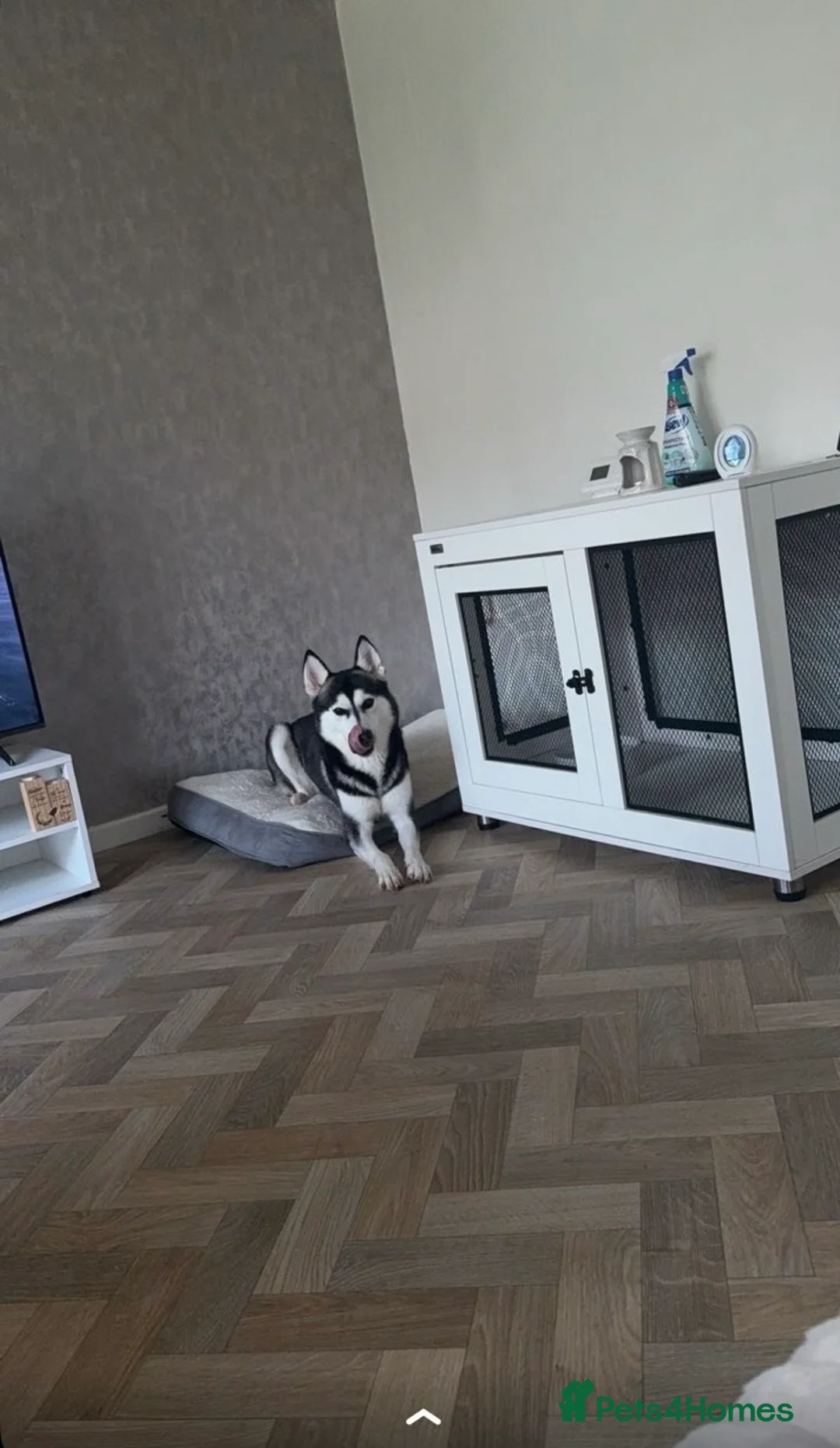 Siberian Husky dogs for sale: Siberian husky Nala - Advert 5