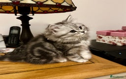 British Longhair cats for sale: Silver tabby British Longhair pedigree registered  - Image 10
