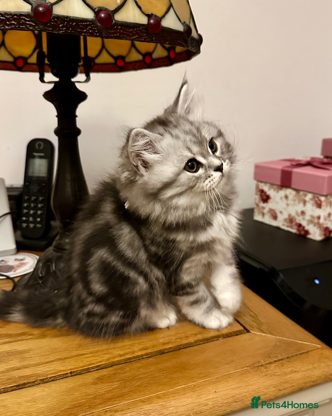 British Longhair cats for sale: Silver tabby British Longhair pedigree registered  - Image 10