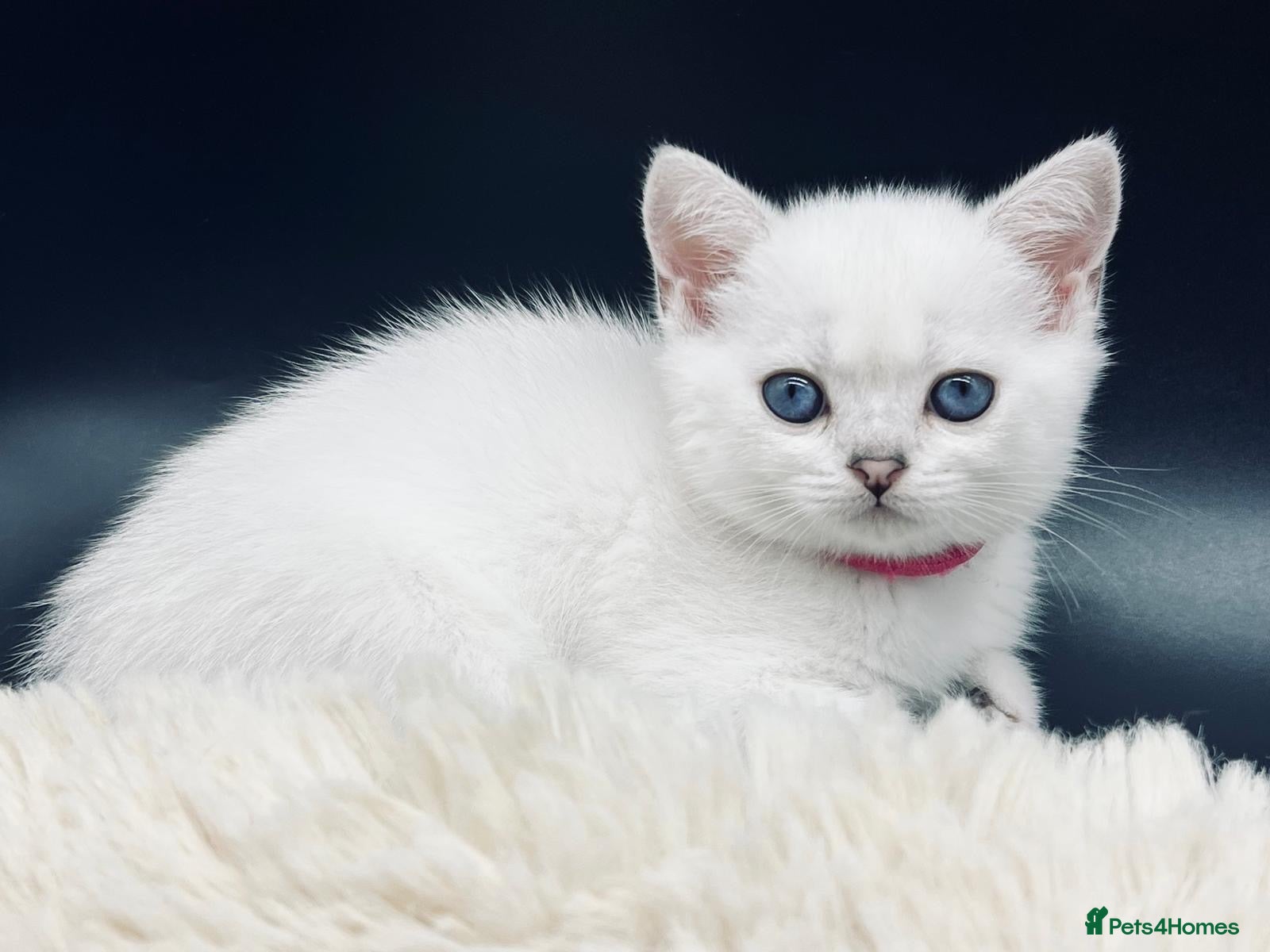 Scottish Fold cats TICA Registered Scottish Fold Kittens - Advert 2
