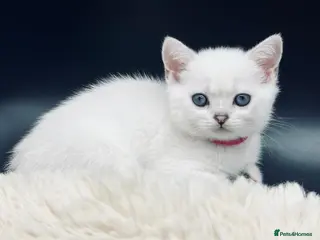 Scottish Fold cats TICA Registered Scottish Fold Kittens - Advert 2