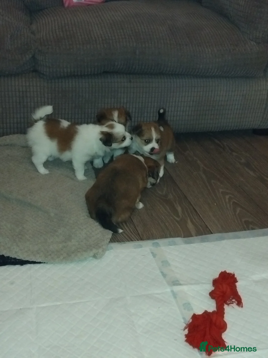 Pomchi dogs for sale: Pomchi puppies - Advert 11