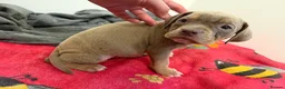 American Bully dogs for sale: American pocket bully puppies for sale 🐾 - Advert 36