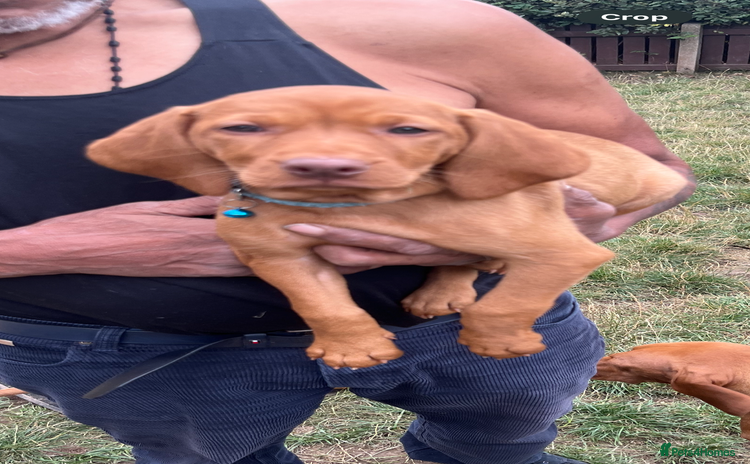 Hungarian Vizsla dogs - Advert 2