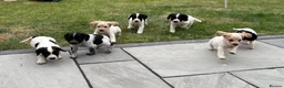 Cocker Spaniel dogs for sale: Cocker spaniel  - Advert 7