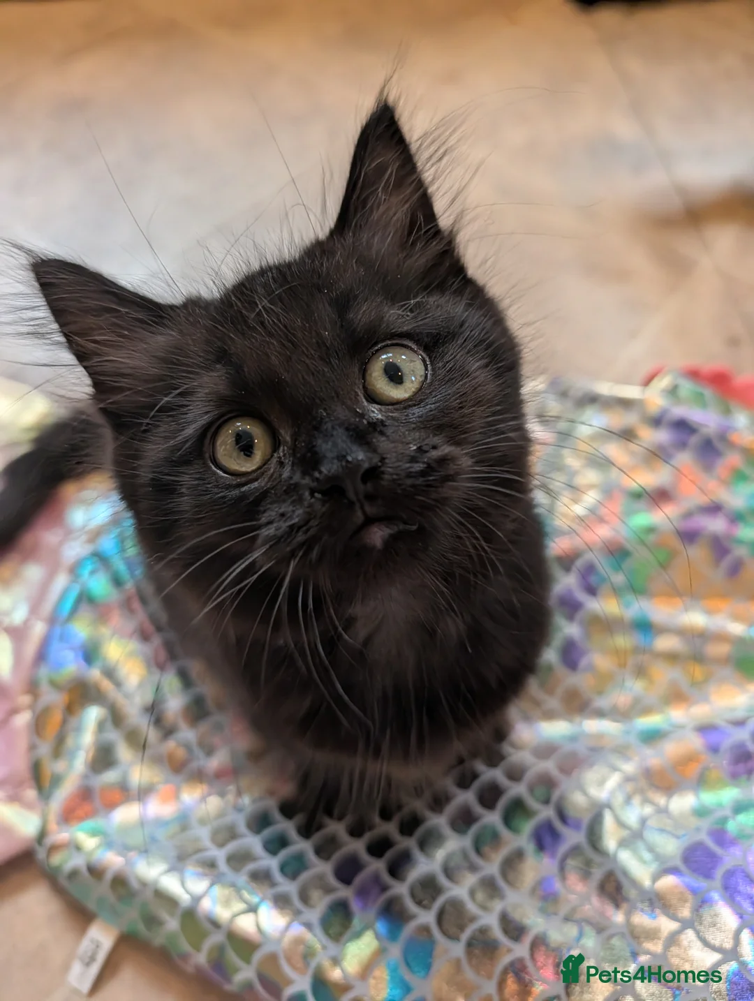 British Longhair cats for sale: *1 LEFT* British Longhair X Maine Coon Kittens - Advert 1
